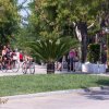 Persone in bicicletta lungo un viale alberato con una pianta di palma al centro.