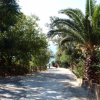Strada alberata con palme e cespugli, due persone che camminano in lontananza.