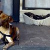 Cane marrone seduto su una veranda.