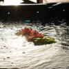 Fiori galleggianti su acqua in vasca idromassaggio.
