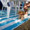 Cagnolino su tappeto a righe blu e bianche, accanto a sedie di plastica.