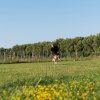 Un uomo corre con un cane su un prato verde con alberi sullo sfondo.