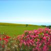 Fiori rosa in primo piano, campi verdi e mare all'orizzonte sotto un cielo azzurro.