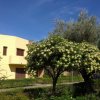 Edificio giallo circondato da alberi fioriti.