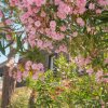 Grappoli di fiori rosa pendono da rami di un albero vicino a un edificio.