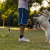 Cane bianco si alza su due zampe di fronte a una persona in un prato.