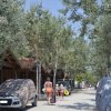 Persone camminano lungo un viale alberato vicino a case di legno e auto parcheggiate.